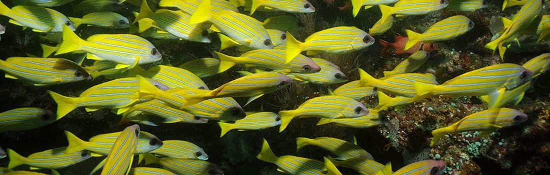Aquarium mit einem Schwarm von grünen Fischen