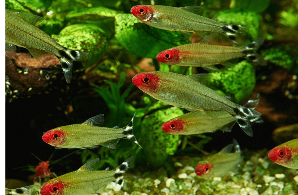 Grüne Fische mit rotem Kopf im Aquarium
