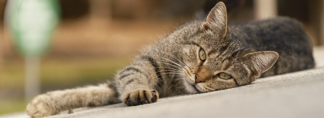 Schlafende getigerte Katze liegt entspannt auf einer Betonfläche im Freien