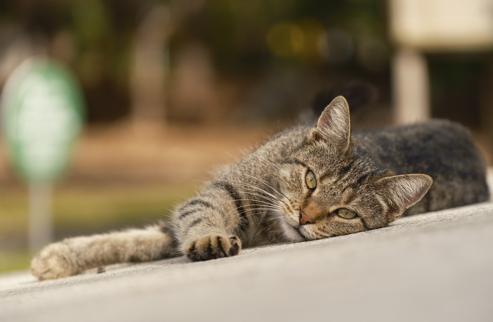 Schlafende getigerte Katze liegt entspannt auf einer Betonfläche im Freien