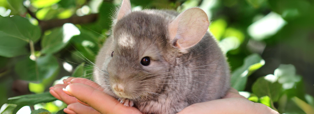 Grauer Chinchilla in Menschenhand mit grünem Hintergrund