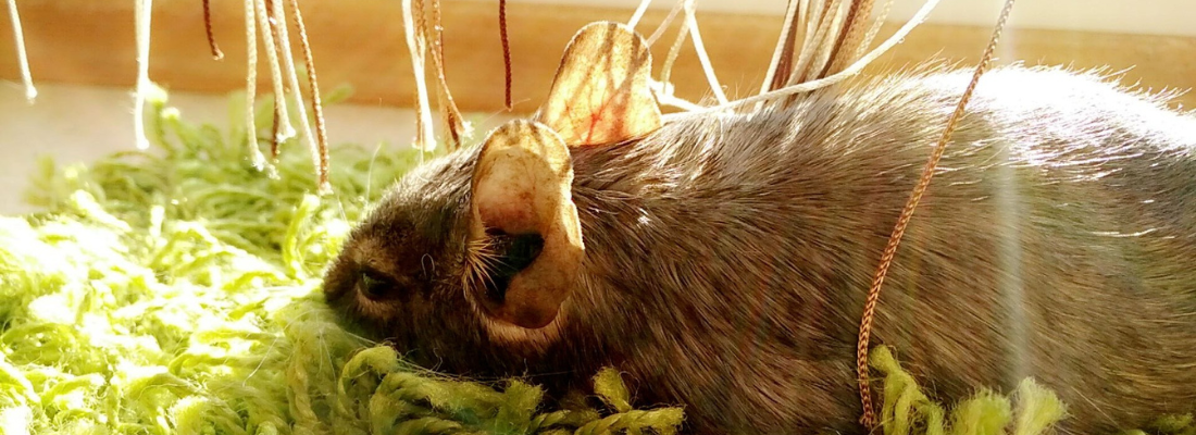 Ein Nahaufnahmebild zeigt einen Degu, ein kleines Nagetier, mit dunklem Fell und auffälligen Ohren.
