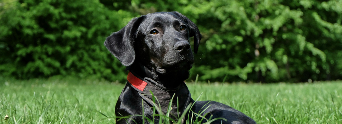 Schwarzer Hund auf grüner Wiese