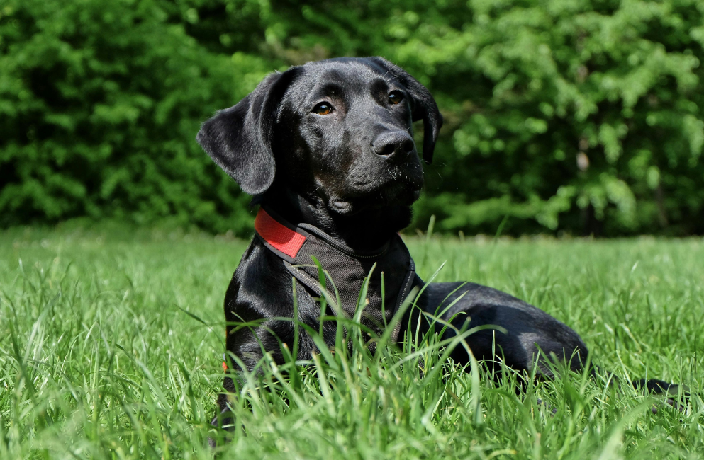 Schwarzer Hund auf grüner Wiese
