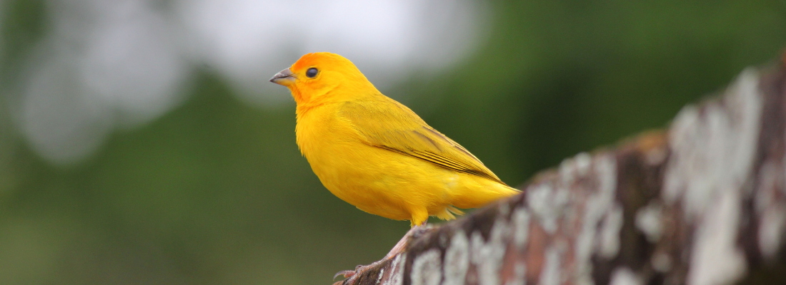 Gelber Kanarienvogel sitzt im Grünen