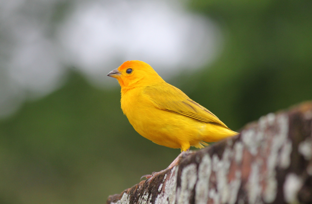 Gelber Kanarienvogel sitzt im Grünen