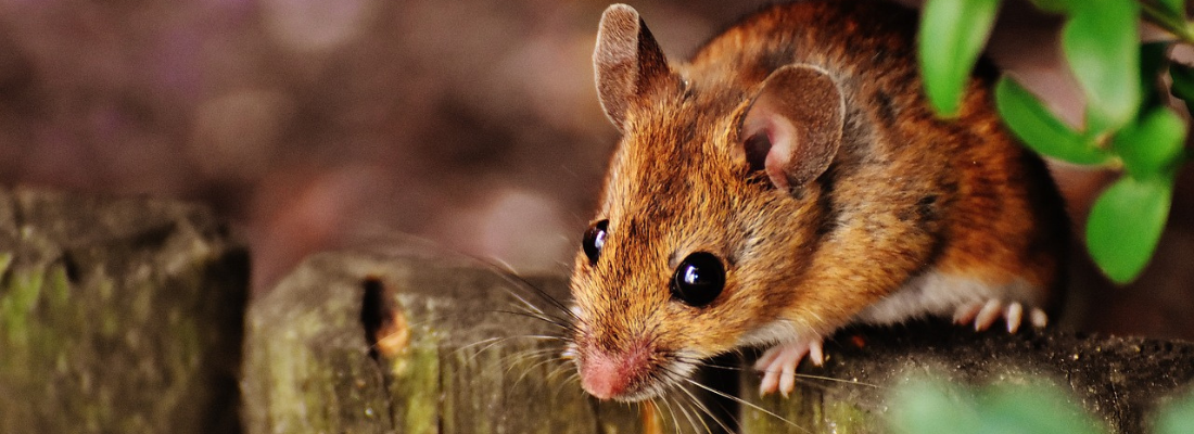 Braune Maus klettert über einen Holzzaun