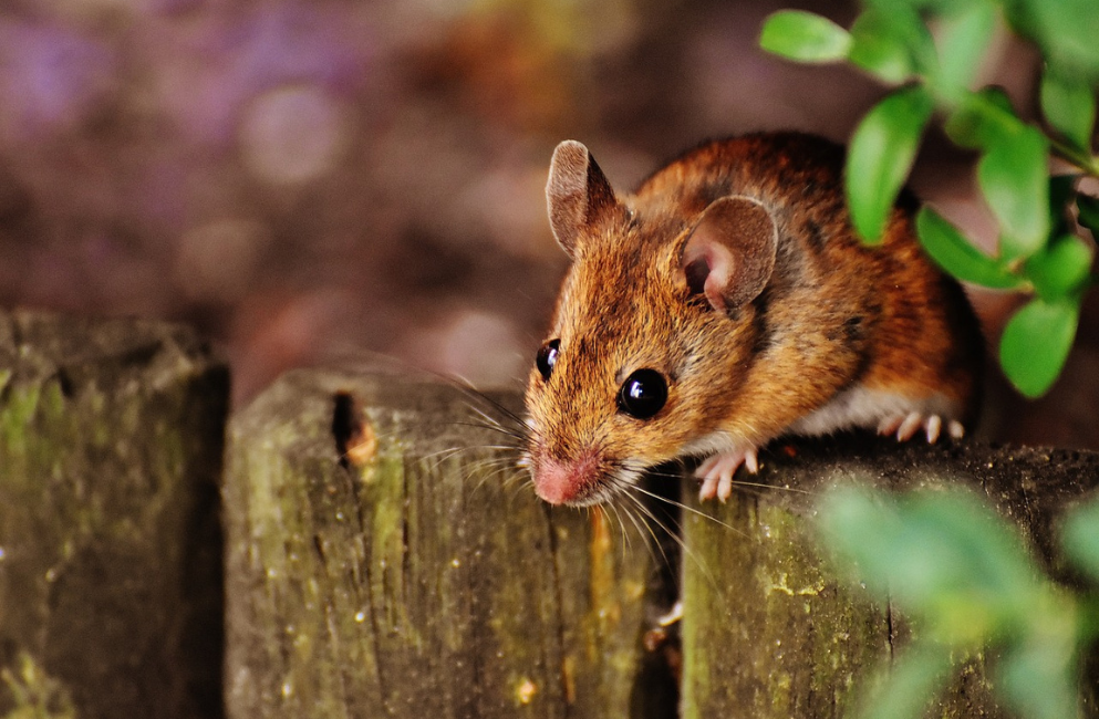 Braune Maus klettert über einen Holzzaun