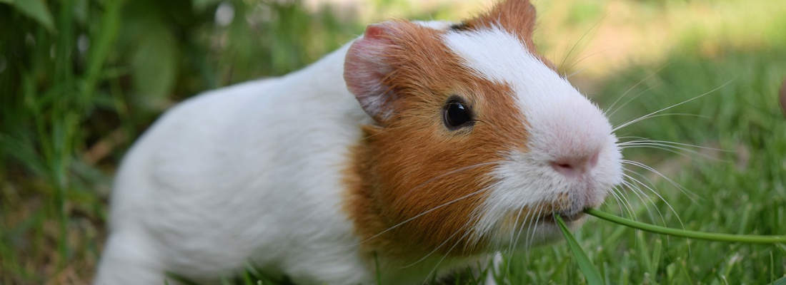 Braun-weiß geflecktes Meerschweinchen auf einer grünen Wiese