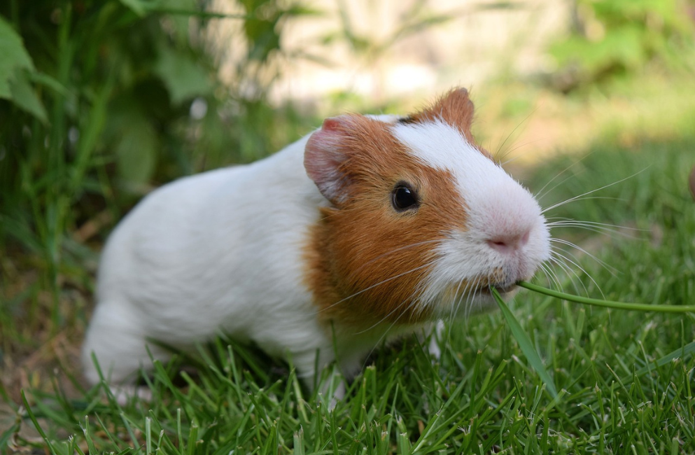 Braun-weiß geflecktes Meerschweinchen auf einer grünen Wiese