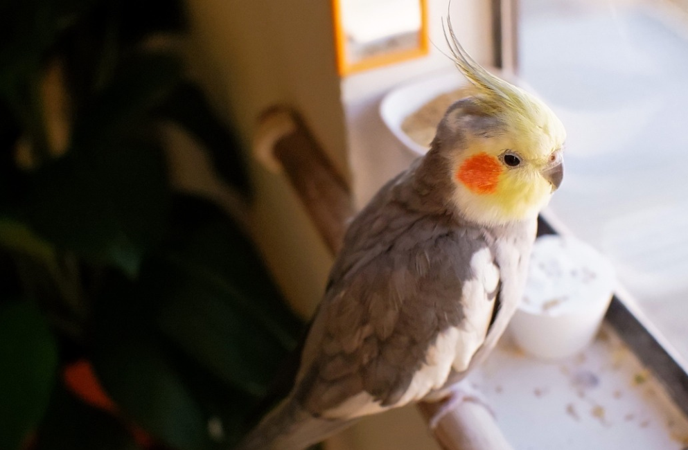 Nymphensittich mit gelber Haube und orangefarbenen Wangen sitzt neben einem Napf am Fenster.
