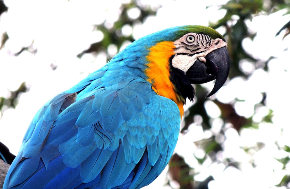 Blauer Papagei im Freien