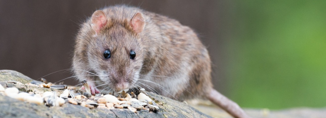Braune Ratte im Grünen
