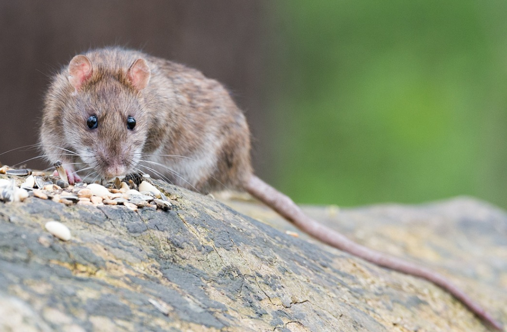 Braune Ratte im Grünen