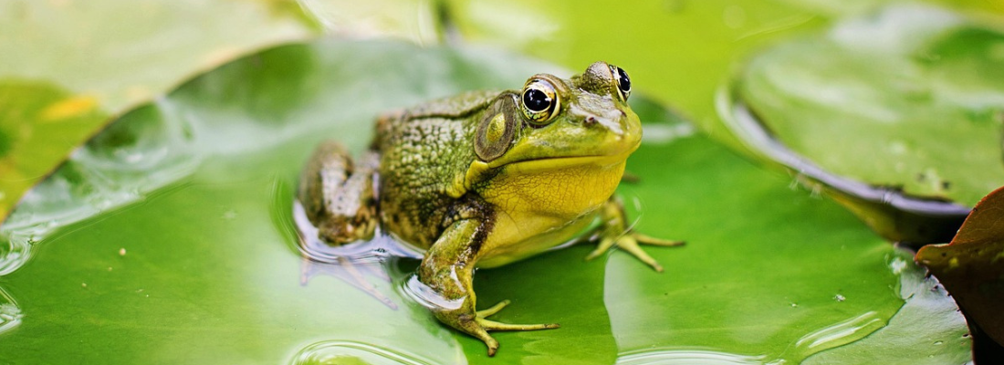 Grüner Frosch sitzt auf einem grünen Blatt
