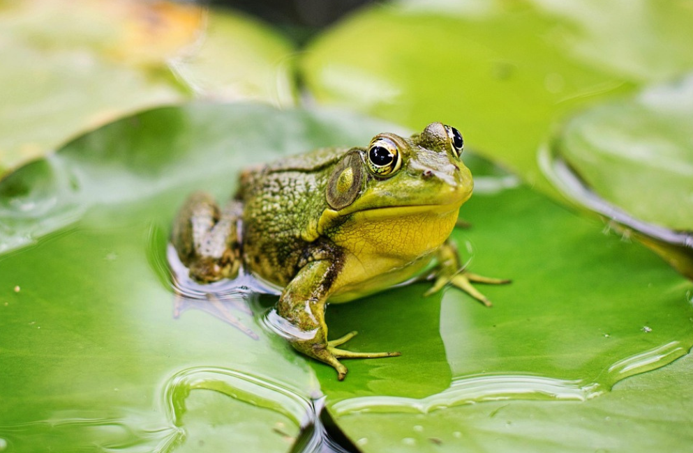 Grüner Frosch sitzt auf einem grünen Blatt