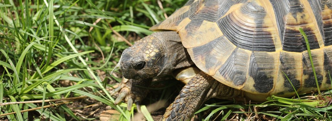  Ein Bild zeigt eine Schildkröte von der Seite, die sich auf kurzem, grünem Gras bewegt.