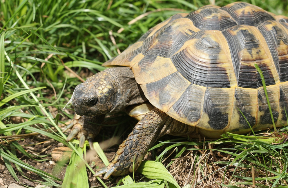  Ein Bild zeigt eine Schildkröte von der Seite, die sich auf kurzem, grünem Gras bewegt.