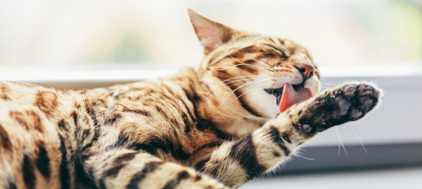  Ein gestromte Katze mit einem Fellmuster ähnlich dem eines Leoparden, liegt entspannt da und leckt sich eine ihrer Pfoten.