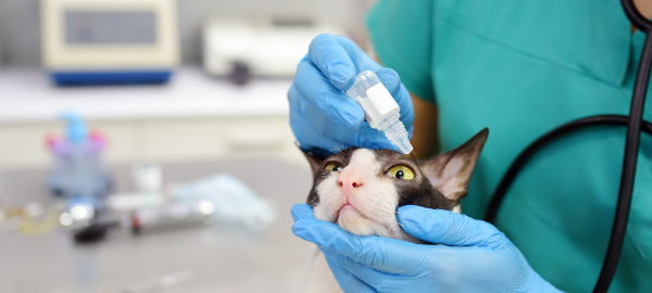 Tierarzt versorgt eine Katze mit Augentropfen
