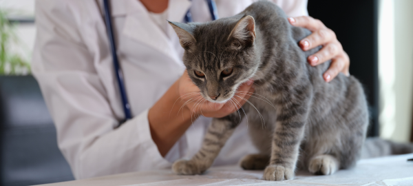 Getigerte Katze beim Tierarzt