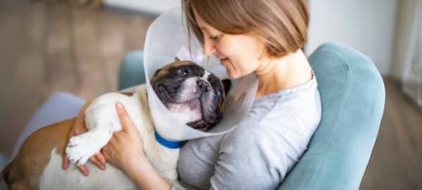 Ein Hund trägt eine Halskrause und ist auf dem Arm einer Frau