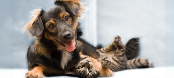 Ein Hund und eine Katze liegen aufeinander