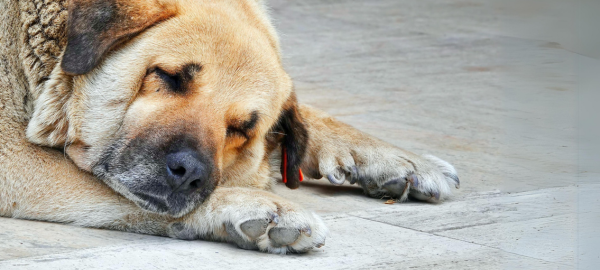 Brauner Hund am Schlafen zu dem Thema Tiergesundheit