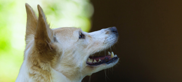 Weißer Hund zu dem Thema Zahngesundheit