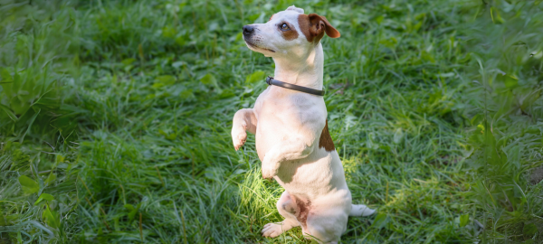 Weiß- gefleckter Hund auf einer grünen Wiese